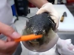 Sexy moaning pufferfish prey